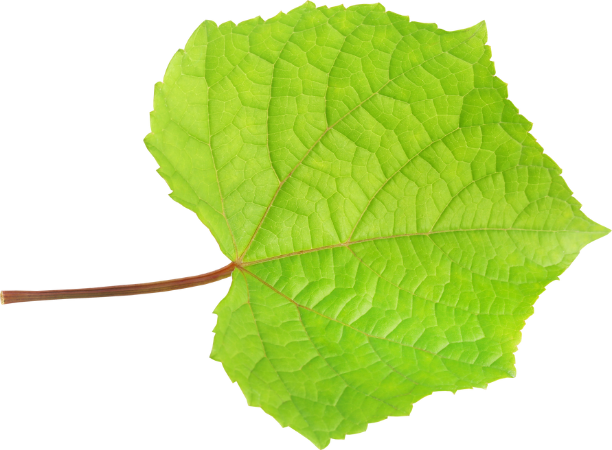 Single Grape Leaf